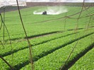 Jeunes pousses, r&eacute;gion d'Agadir