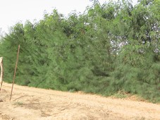 Brise vent constitu&eacute; de Leuc&eacute;na et Parkinsonia ag&eacute;s de 20 mois
