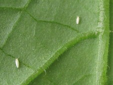 Aleurodes adultes