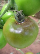 Mildiou sur fruit du � <em>phytophthora infestans</em>