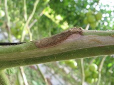 Pourriture grise du � <em>botrytis cinerea</em>