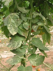 D�gats de mouches mineuses sur feuilles