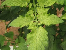 Chlorose sur feuille