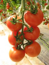 Tomate cerise grappe