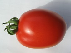 Tomate allong�e, calibre interm�diare