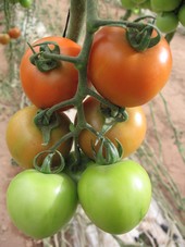 Tomate ronde, calibre interm&eacute;diaire