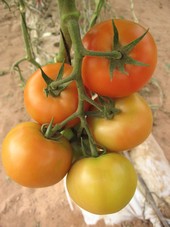 Tomate ronde gros calibre