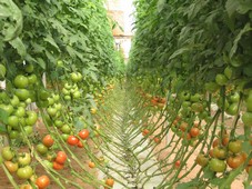 Culture de tomate sous abris
