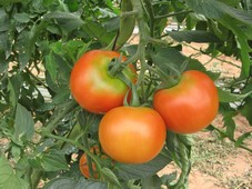 Collet vert sur fruit
