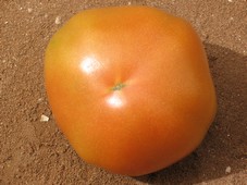 Fruit creux&agrave; facette