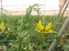 Marquage d'une fleur par un bourdon