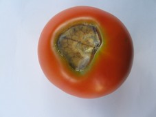 N�crose apicale